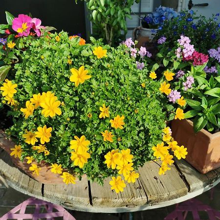 Le Logge Ritrovate Bed and Breakfast Acquasparta Esterno foto